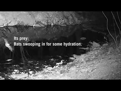 Rare Mexican Spotted Owl Hunts Bats