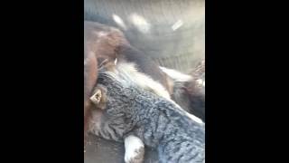 Настоящая дружба!(котенок сосет молоко у собаки) Настоящая дружба!(котенок сосет молоко у собаки)