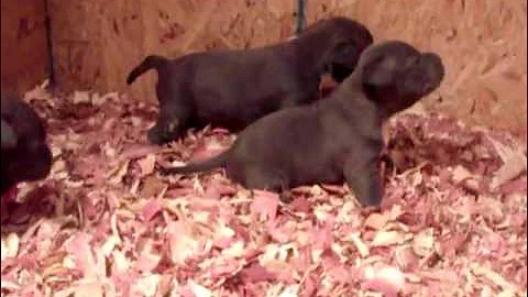 EGYPTIAN BULLIES. KANE POCKET BULLY PUPS.RAW AND U...