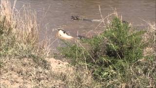 Crocodiles taking a Zebra in the Mara River
