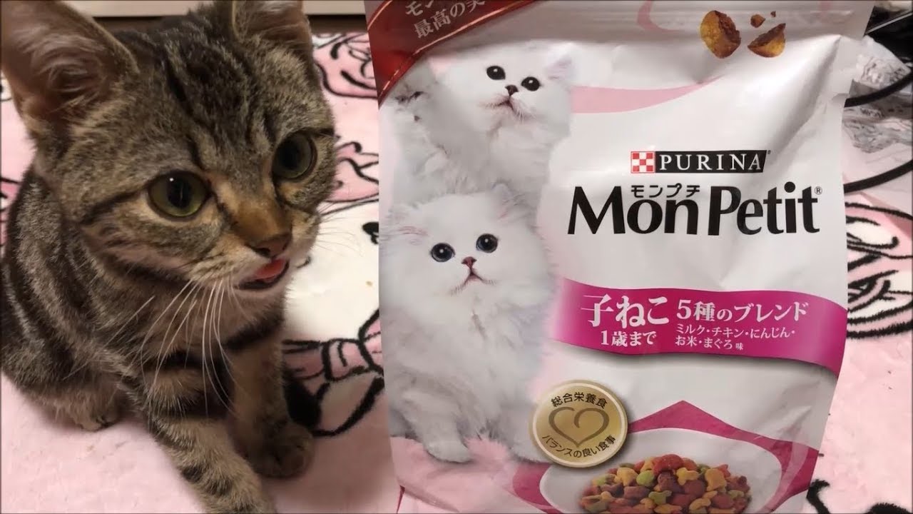 子猫 の 食欲 が 止まら ない