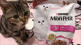 新しいモンプチのカリカリに食欲が止まらない子猫