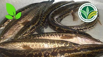 Kiếm bộn tiền nhờ nuôi cá chuối hoa trong lồng trên hồ chứa | VTC16