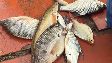 Tát Mương Bắt Cá Mè Vinh #netque #food #fishing #cooking #anhemmientay #dandamientay 