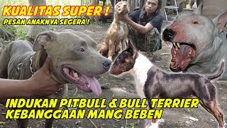 INDUKAN BULL TERRIER PENGHASIL ANJING BURU ?