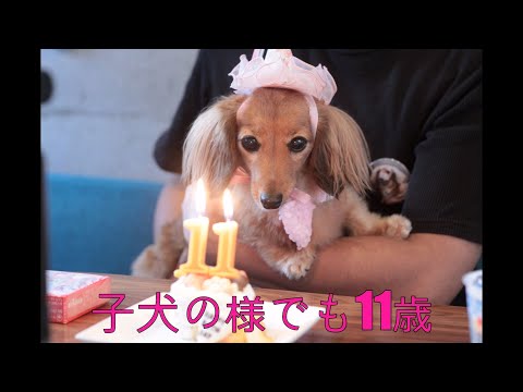 【祝11歳】誕生日プレゼントを選り好みする愛犬【カニンヘンダックスえびすの日常】