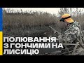 Полювання на лисицю з гончими (січень 2022 року). Fox hunting.