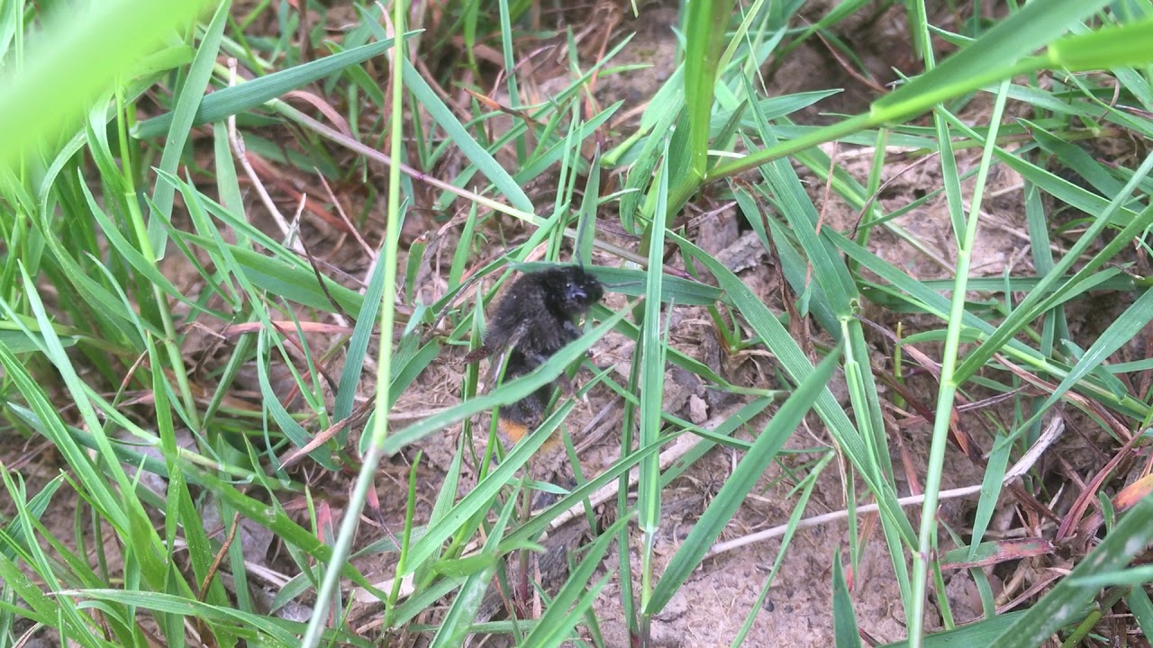 watershed Red Tailed Bublebee in Wyre Forest