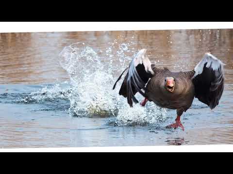 Двойное дыхание у птиц, особенности строения легких птиц