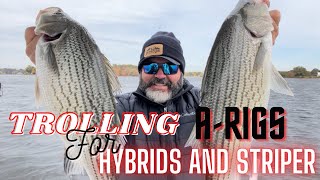 Fishing for Hybrid and Striper ( Trolling for Hybrids with Captain Macks A-Rigs and Planer Boards ) by MERCER OUTDOORS 4,871 views 2 years ago 11 minutes, 18 seconds