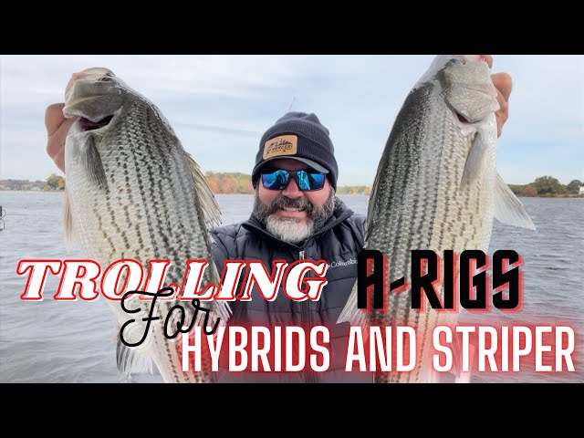 Fishing for Hybrid and Striper ( Trolling for Hybrids with Captain Macks A- Rigs and Planer Boards ) 
