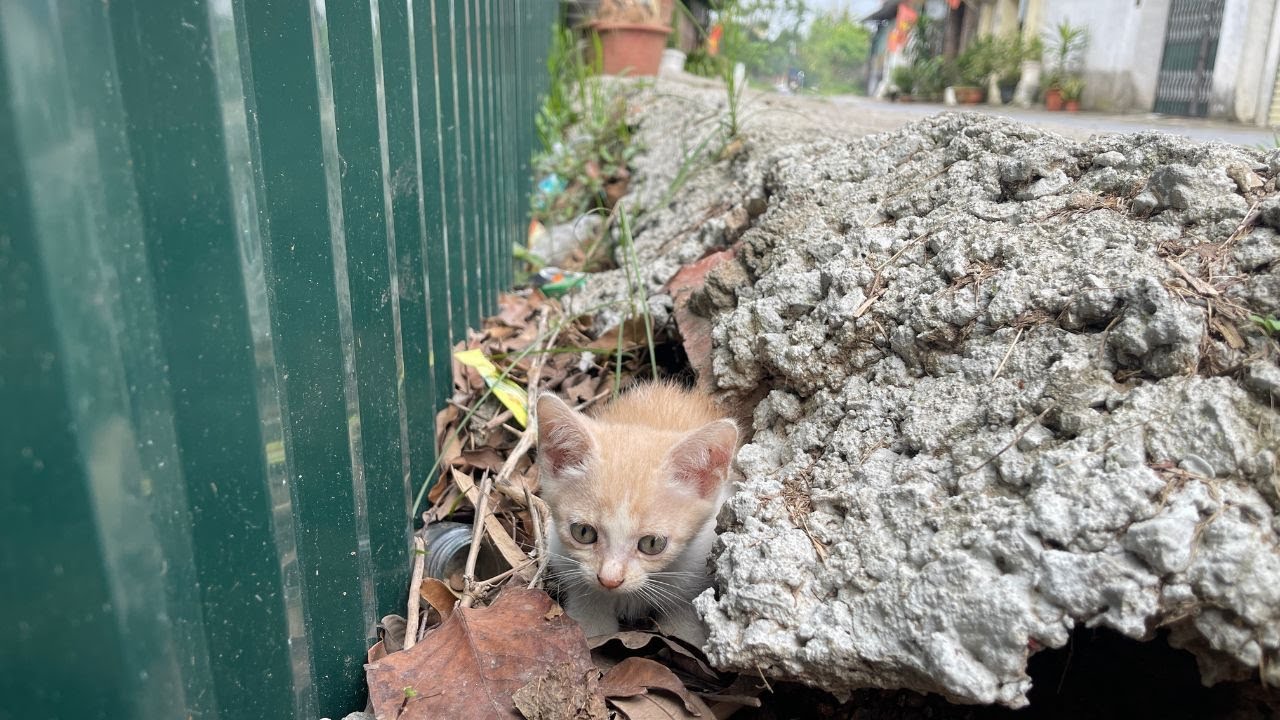 «Этот крошечный котёнок был напуган и одинок… Я не мог уйти»