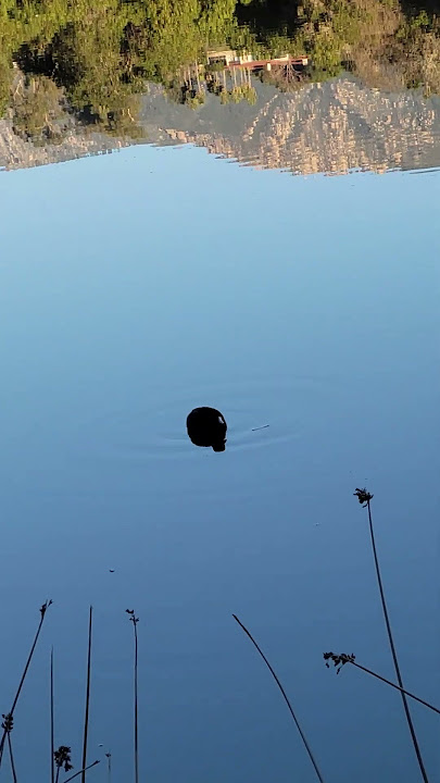 Meditation with a Coot, a medium-sized, dark-plumaged water bird (genus Fulica) known f ..