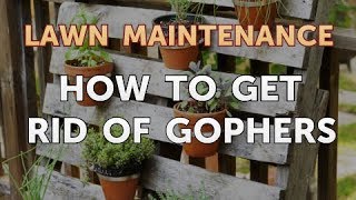 How to Get Rid of Gophers