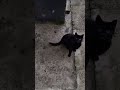 black Cats are so adorable I always have food for her.