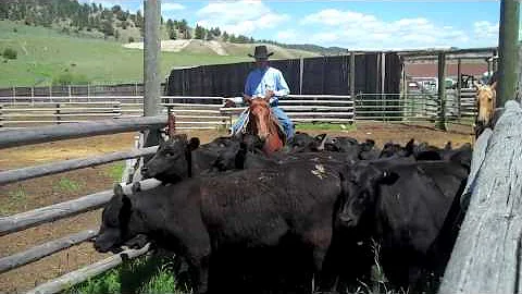 Ranchers Care: Low-stress Cattle Handling with Ed ...