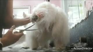 Grooming a westie by Pawsh Dog House 137 views 4 years ago 3 minutes, 34 seconds