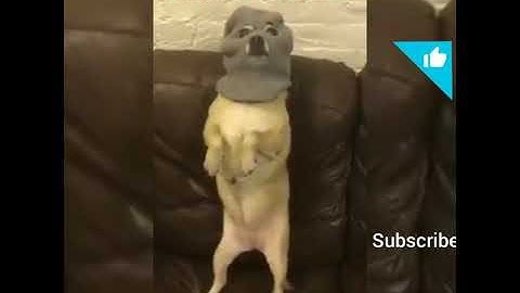Sardi a gayi