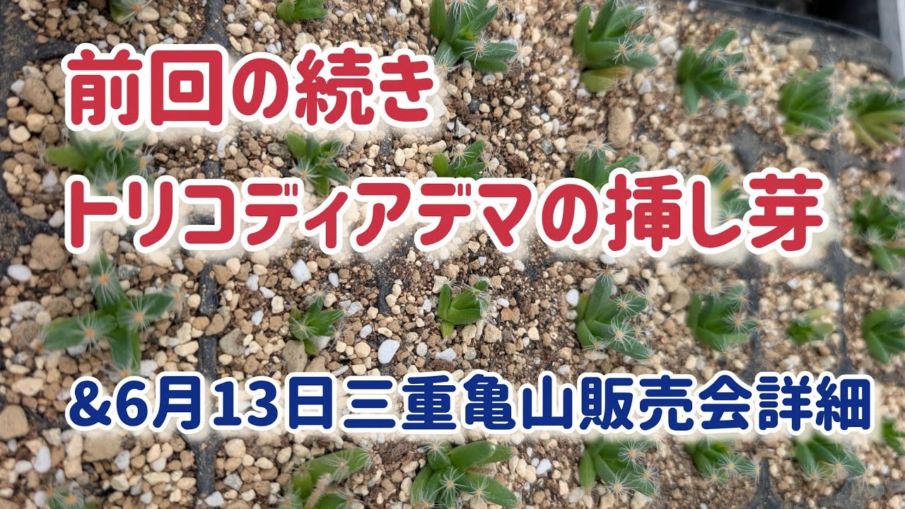 トリコディアデマの挿し芽(前回の続き)&6月13日三重亀山販売会詳細 トリコディアデマの挿し芽(前回の続き)&6月13日三重亀山販売会詳細