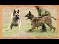Quel Chien Est Vraiment Pour Vous : Berger Allemand ou Malinois ?