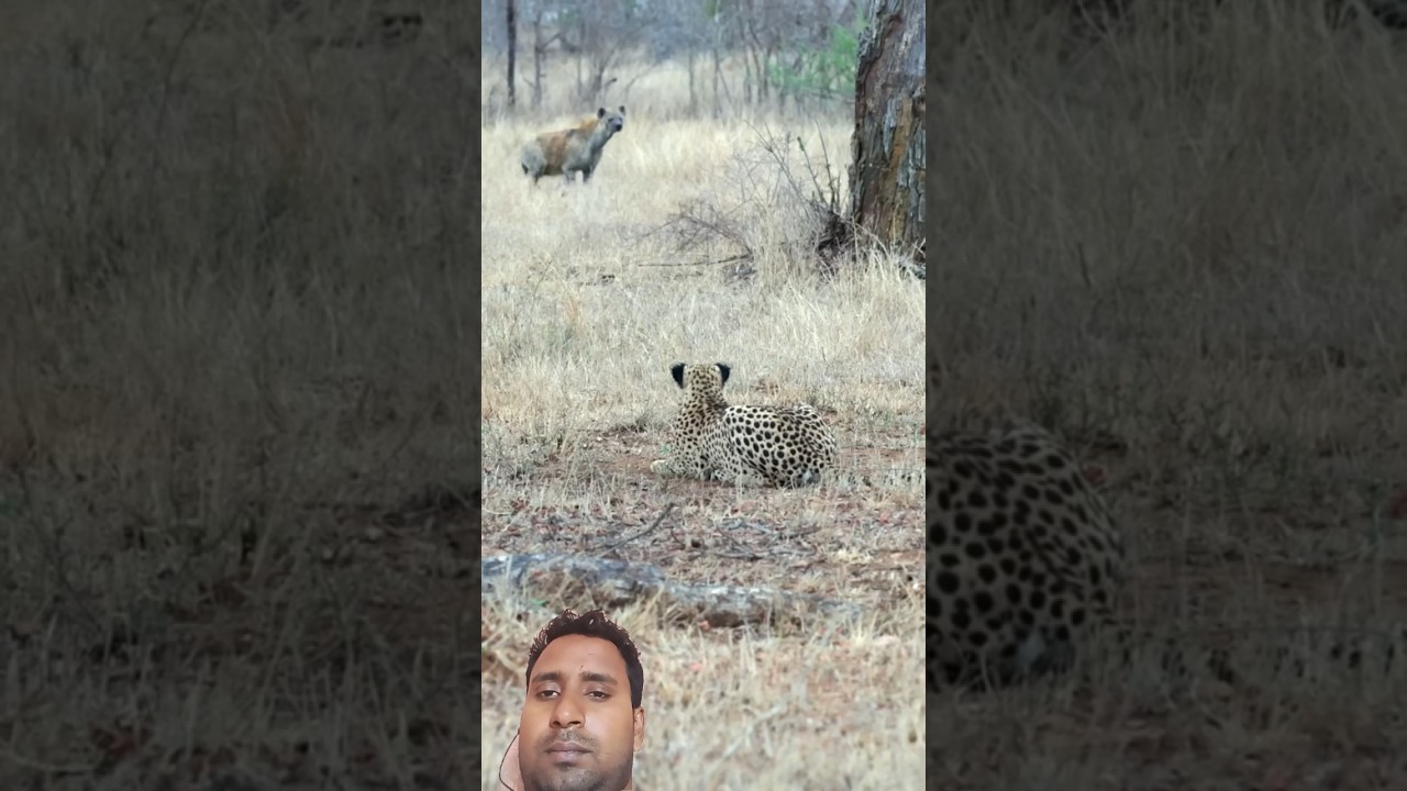Watch CHEETAH Defends Territory from Pesky Heyena! #cheetah #hyena #tiger #wildlife on YouTube Watch CHEETAH Defends Territory from Pesky Heyena! #cheetah #hyena #tiger #wildlife on YouTube