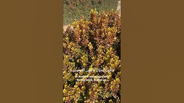 Surah Al-Qari'ah سورة القارعة #islam