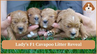 Lady's F1 Cavapoo Litter Reveal by Cavapoos 3:16 142 views 8 days ago 2 minutes, 42 seconds