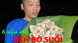 GẶP Ổ NẤM MỐI BÊN BỜ SUỐI-TỰ THỢ RỪNG