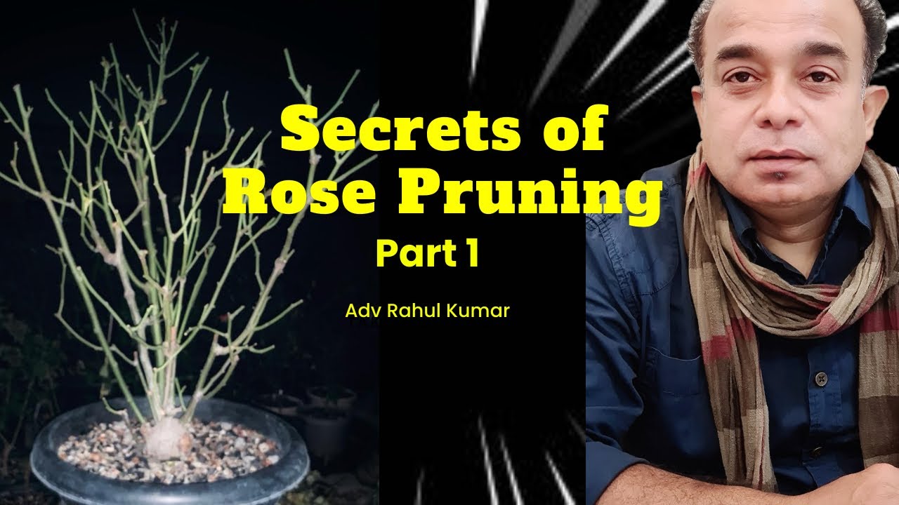 गुलाब की छंटाई के कुछ खास तरीके | Top Secrets for Rose Pruning | Light Pruning