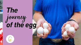 How a Canadian egg goes from farm to table