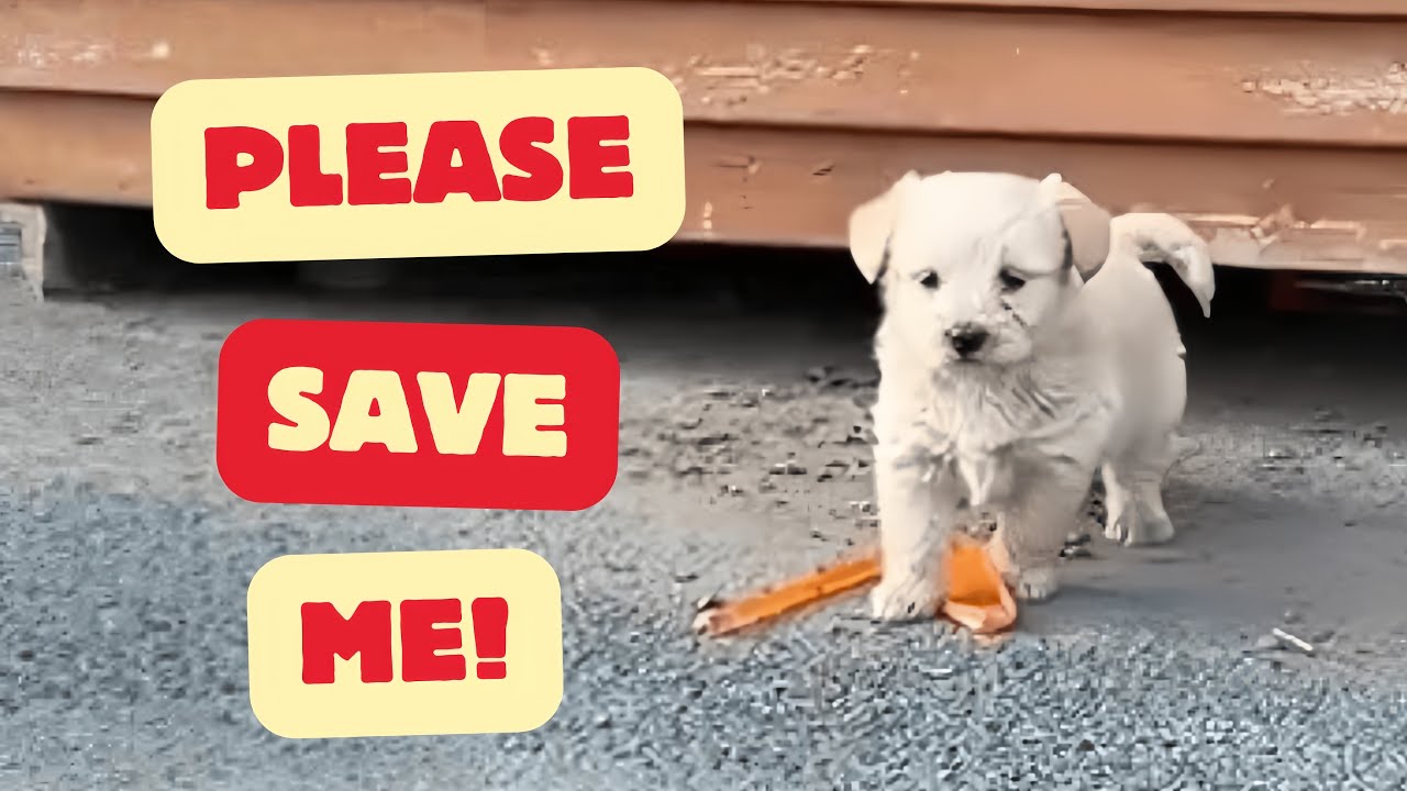 A stray mother dog struggles to survive with her puppies but luckily ...