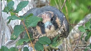 The Peregrine Falcons of the Great Spirit Bluff 2021 Season Explore.org