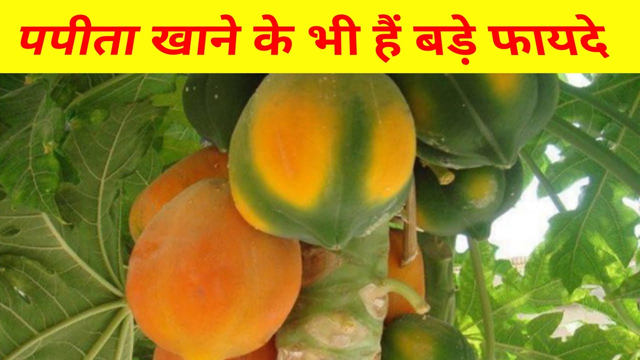 papita khane ke fayde papita khane ke fayde aur nuksan papita ke