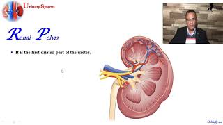 Urinary system Part1