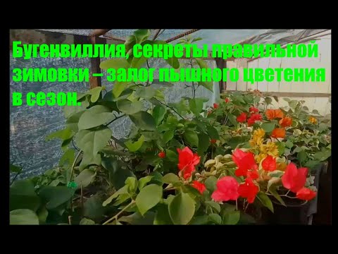 Video: Euphorbia (48 Fotografií): Ako Vyzerá Izbový Kvet Euphorbia? Domáca Starostlivosť, Odrody Kaktusov A Paliem