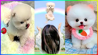 Unique Funny and Cute Moments of Pomeranian Dogs 🐾 #517 by Min Cute 7,143 views 1 month ago 9 minutes, 3 seconds