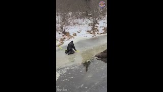 Rescuing moose from icy river