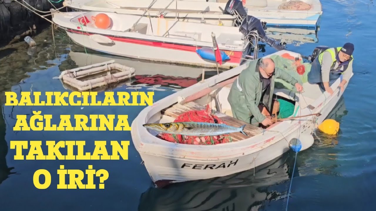 Поймали ли рыбаки в свои сети крупную рыбу?