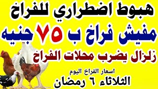 اسعار الفراخ البيضاء اليوم/ سعر الفراخ البيضاء اليوم الثلاثاء ٢٨-٣-٢٠٢٣ في مصر جمله وقطاعي