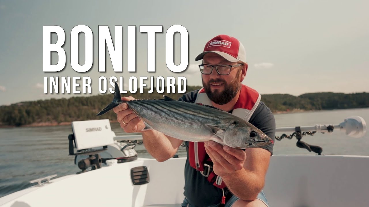 Bonito in the Inner Oslofjord