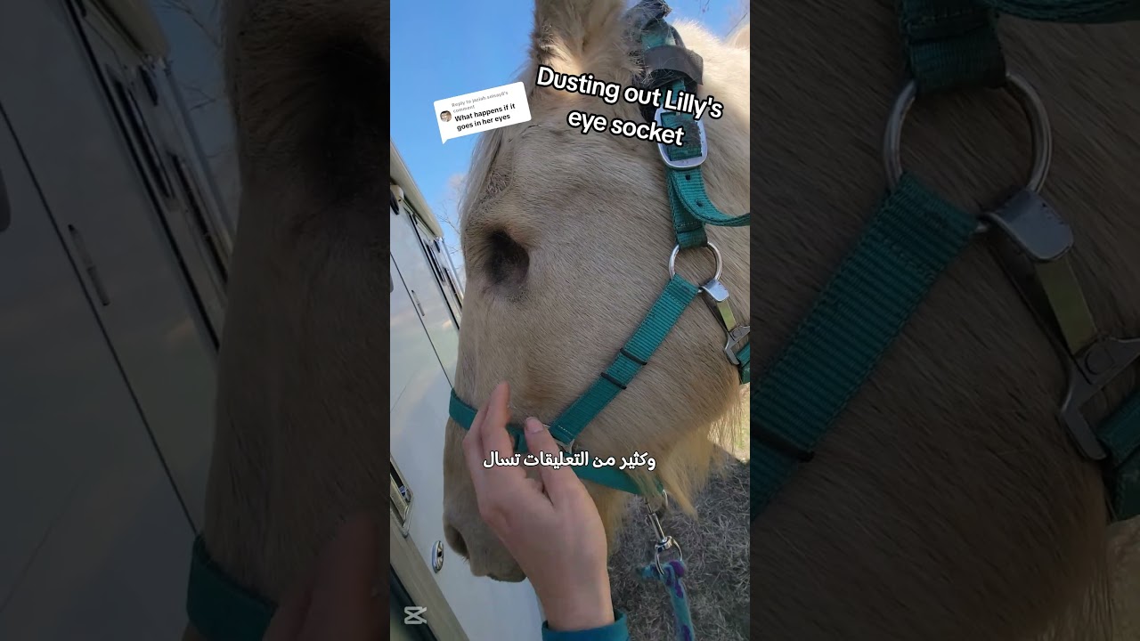 حصان بعين بلاستيكية