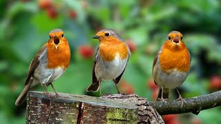 Beautiful Bird Songs  Soothing Sounds for Stress Relief, Relaxation, Natural Sounds