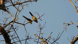 Psittacara Leucophthalmus No Jardim. Dscn9128