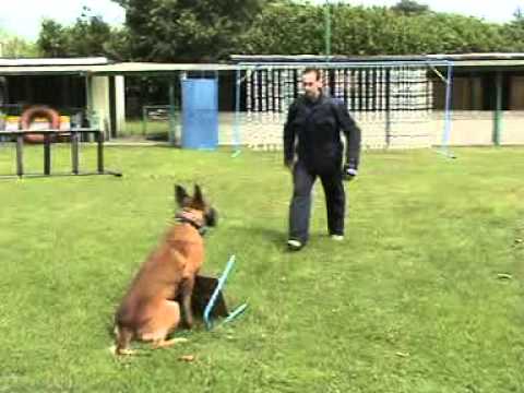 E'Jacko muzzle object 2 - NVBK Malinois