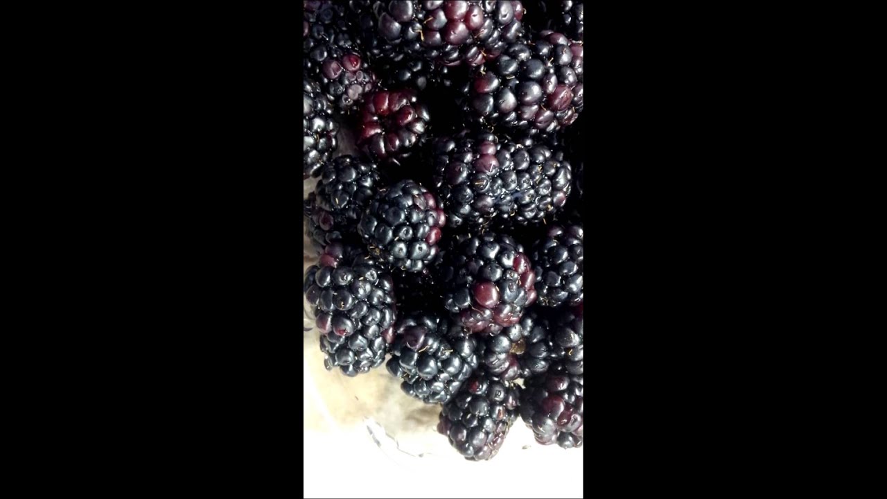 How To Keep Worms Beetles And Bugs Off Of Blackberry Bushes Naturally Bugwiz How To Keep Worms Beetles And Bugs Off Of Blackberry Bushes Naturally Bugwiz