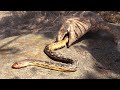 Lizard Finds Snake -- EATS TAIL FIRST