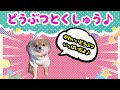 どうぶつとくしゅう♪メインちゃんねるで紹介した動物1ワン〜10ワンまとめ♪