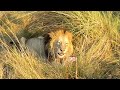 Never saw so many lions in one day! Okavango Delta Botswana