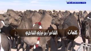 منقية خلف الشلاحي 2013