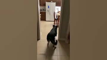 Camera Captures Dog Saving Woman from Huge Snake at Home